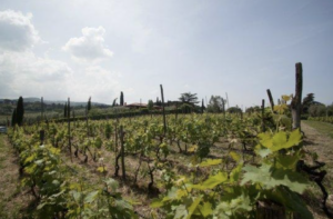 A scenic vineyard showcasing abundant vines in the foreground, capturing the essence of Italian wine country.